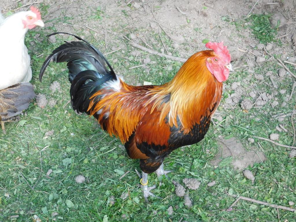 Mlade Buky 261 Daire Dış mekan fotoğraf